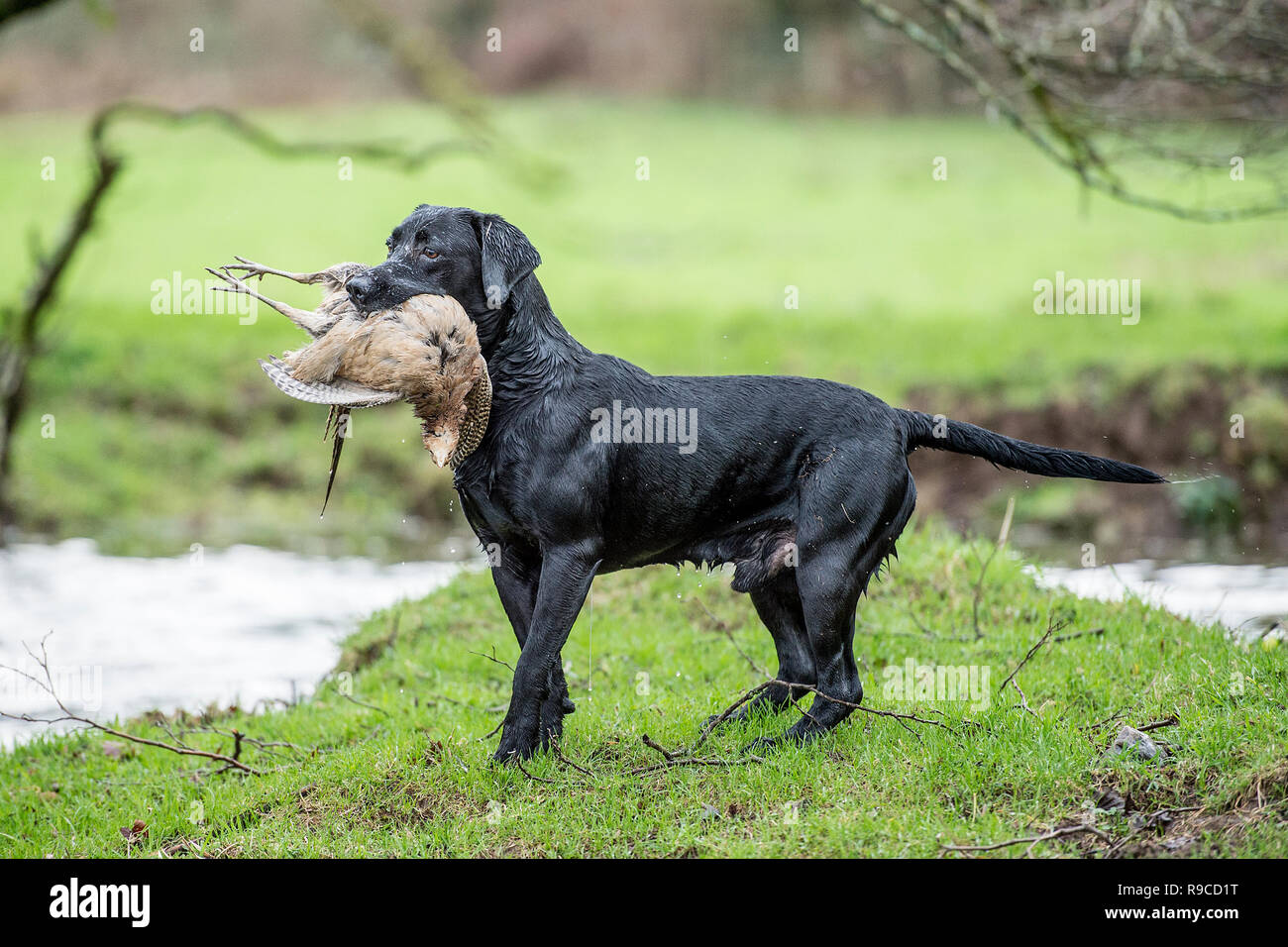 black labrador retriever carrying a dead pheasant Stock Photo