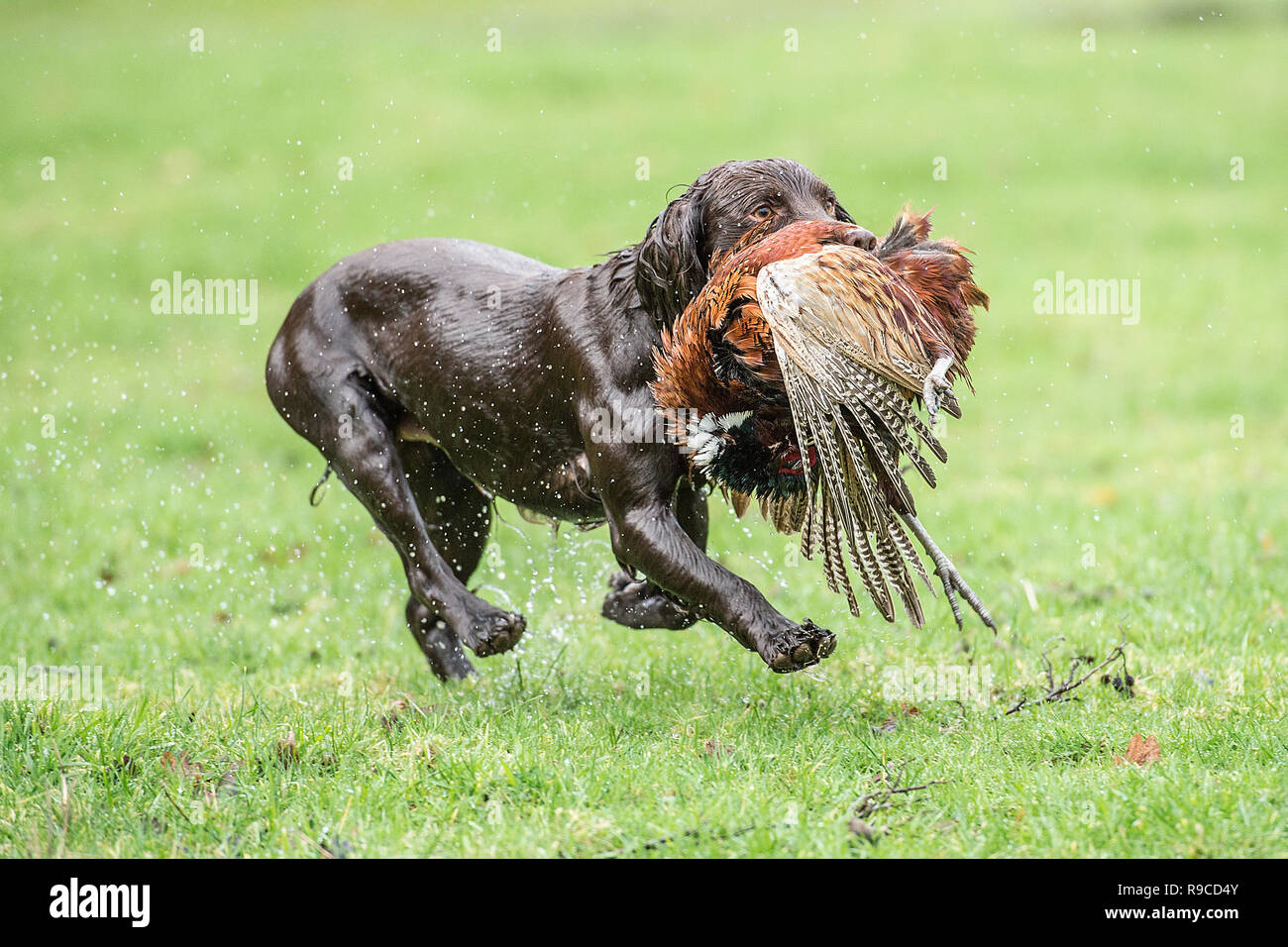 cocker spaniel retrievingshot  pheasant Stock Photo