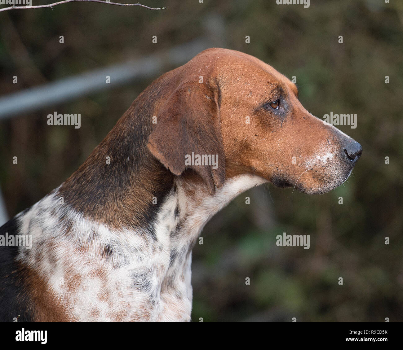 foxhound Stock Photo