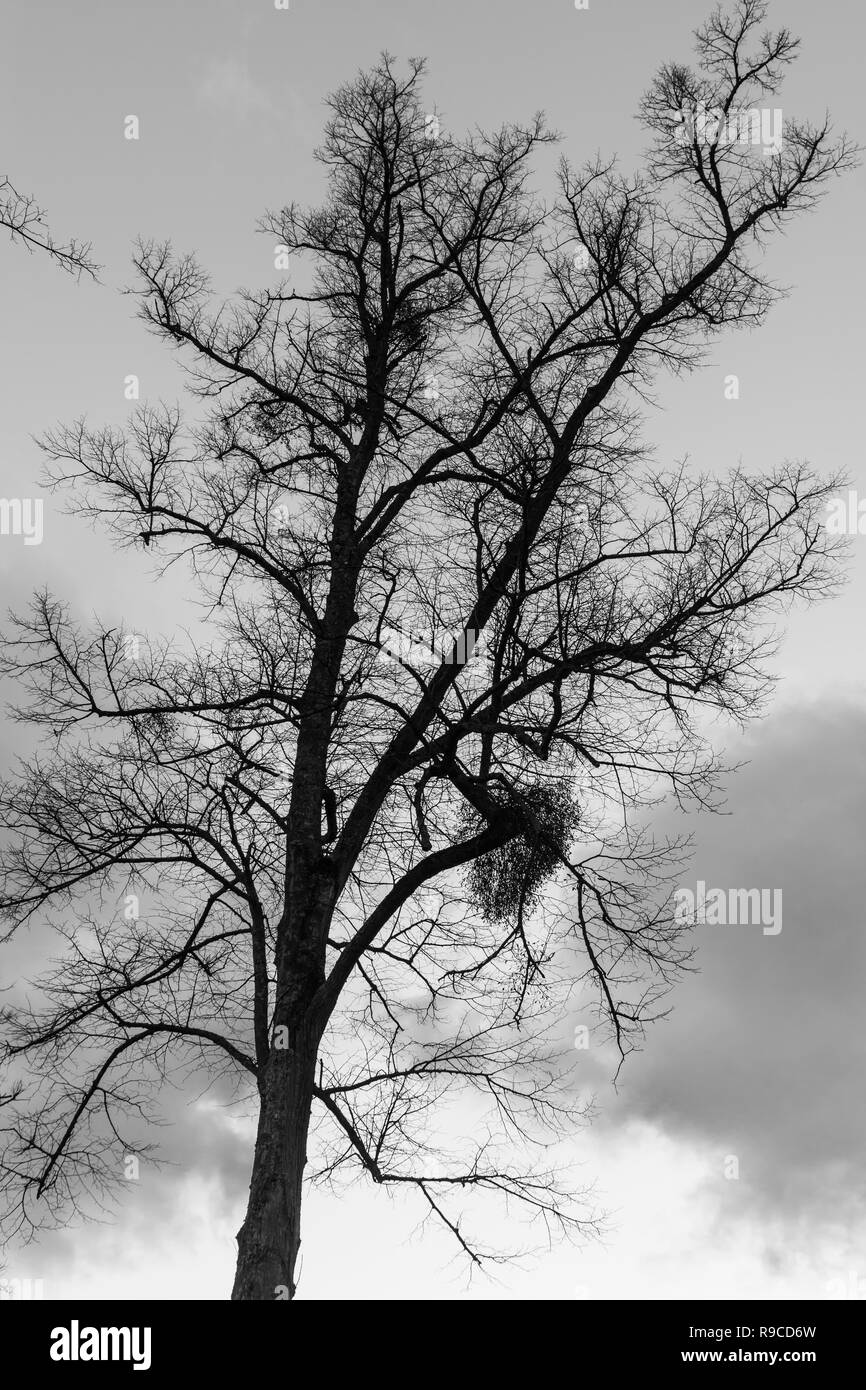 26+ Real Real Leafless Bare Tree Images