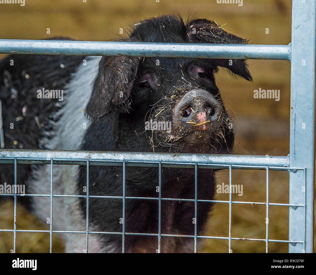 pig in a sty Stock Photo