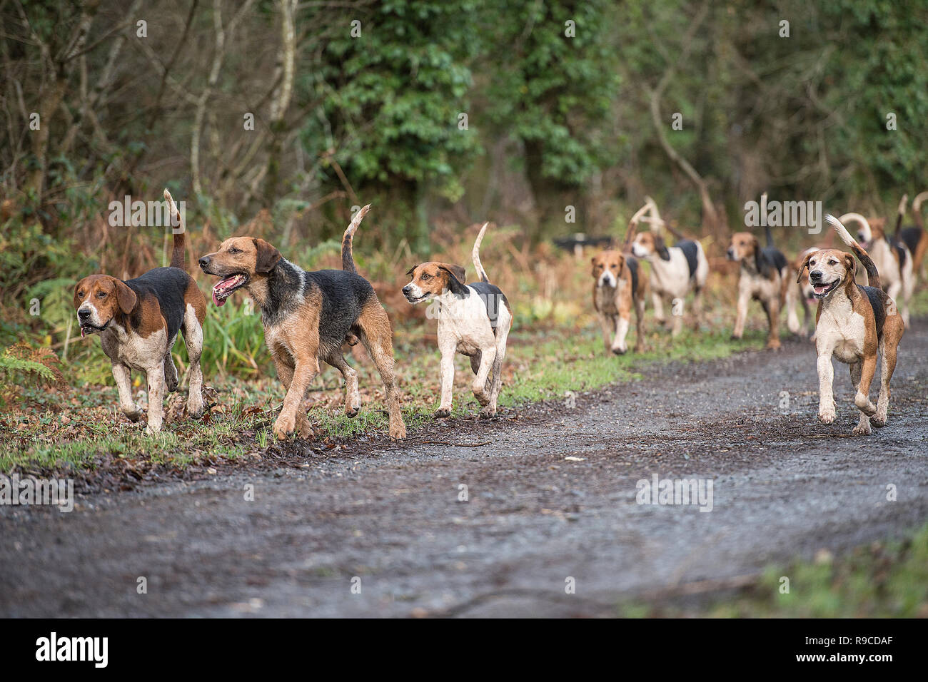pack of foxhounds running Stock Photo
