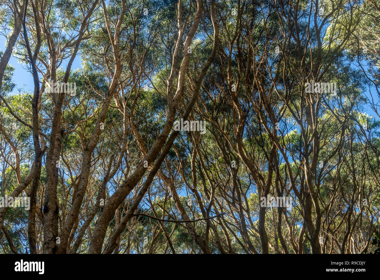 Koa tree towering overhead creating a cool shady environment. Kokee State Park, Kauai, Hawaii Stock Photo