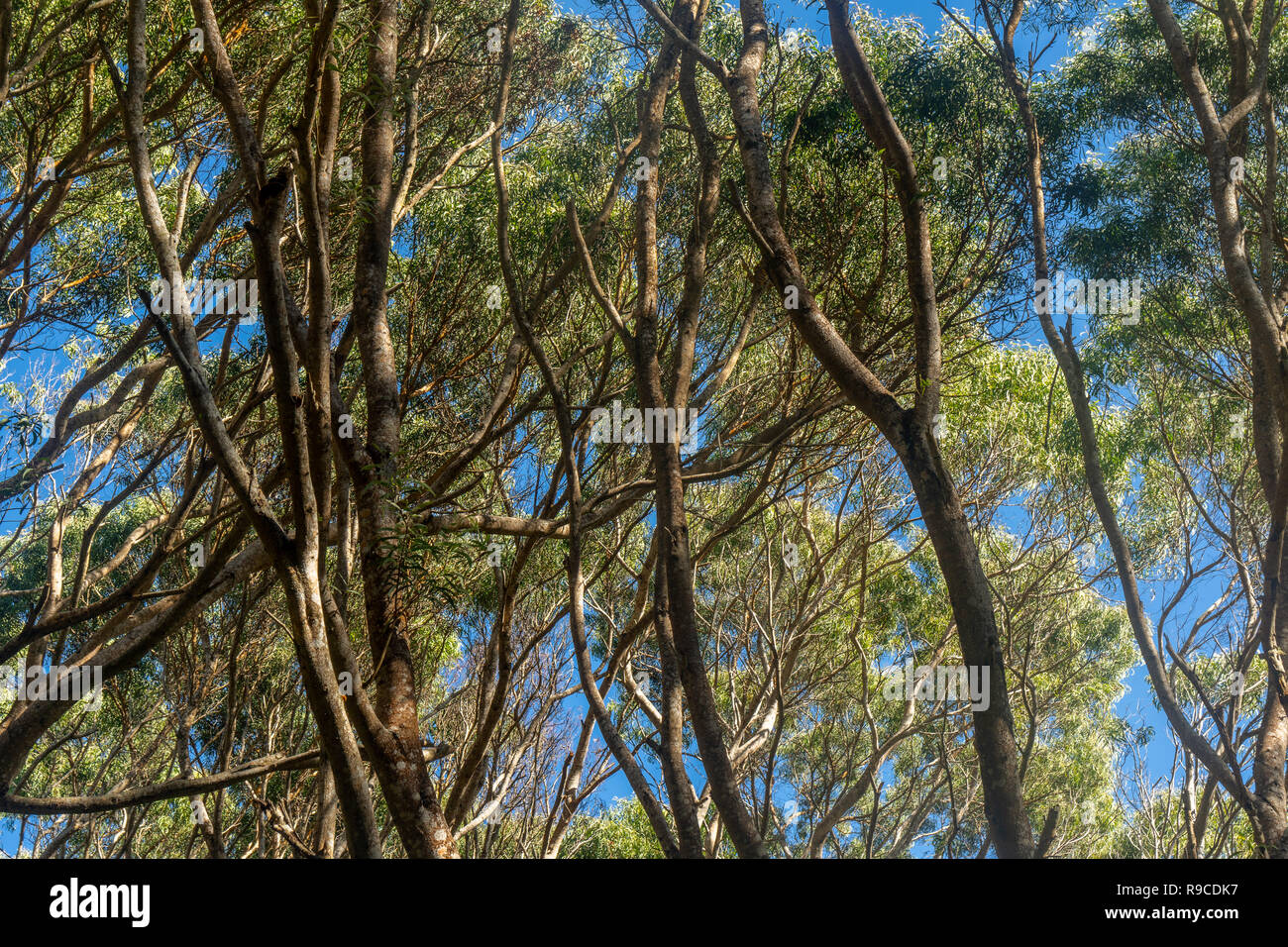 Koa tree towering overhead creating a cool shady environment. Kokee State Park, Kauai, Hawaii Stock Photo