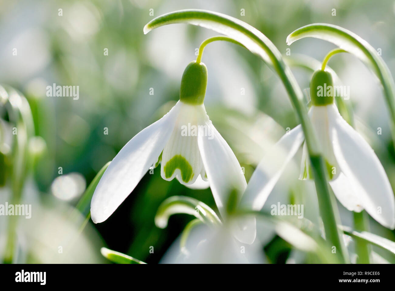 Snowdrops (galanthus nivalis), close up of a couple of backlit flowers. Stock Photo