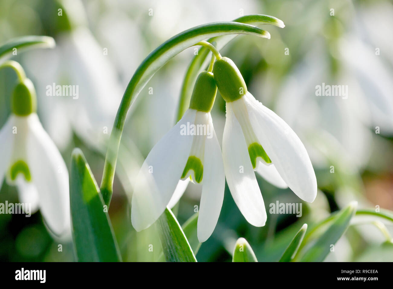 Snowdrops (galanthus nivalis), close up of a couple of backlit, entwined flowers. Stock Photo