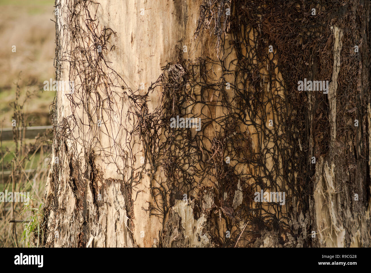 Honey Fungus spreading mat over standing dead tree (willow). Stock Photo
