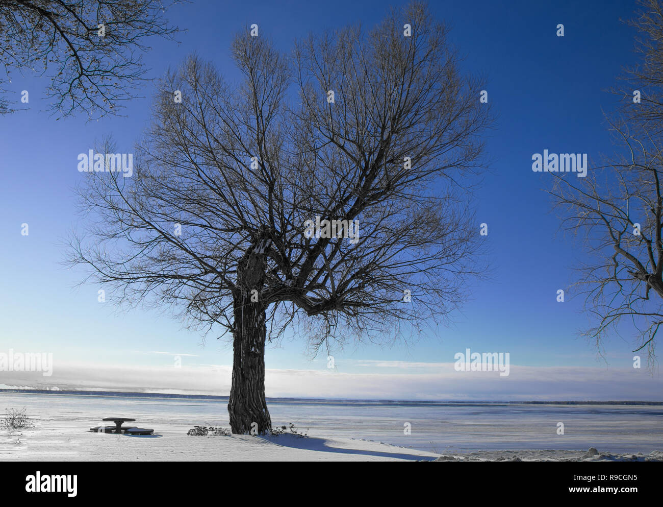 Winter landscape with tree, cold weather, river and sunshine Stock ...