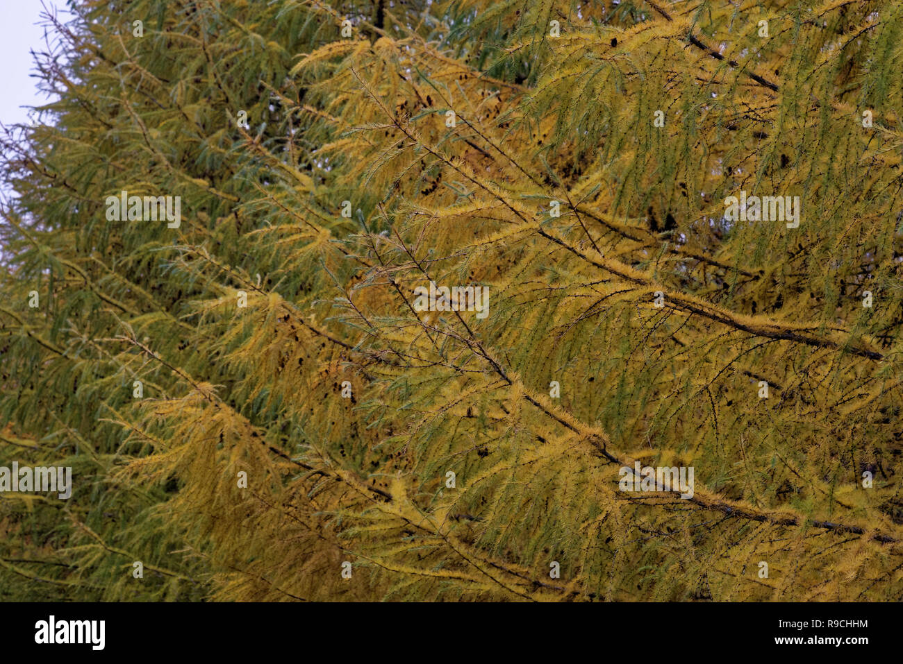 Colorful larch trees with female strobili in November Stock Photo