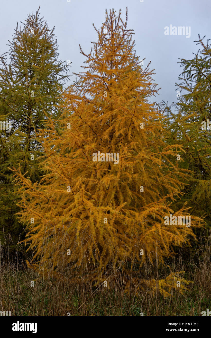 Colorful larch trees with female strobili in November Stock Photo