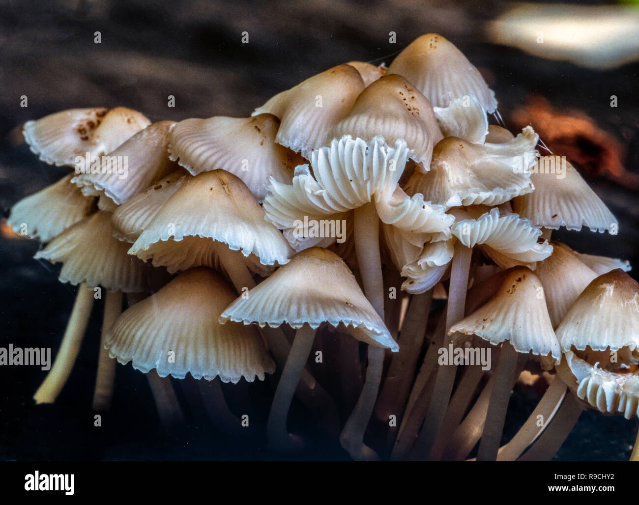 Noninky Coprinus mushrooms in Northern California Stock Photo Alamy