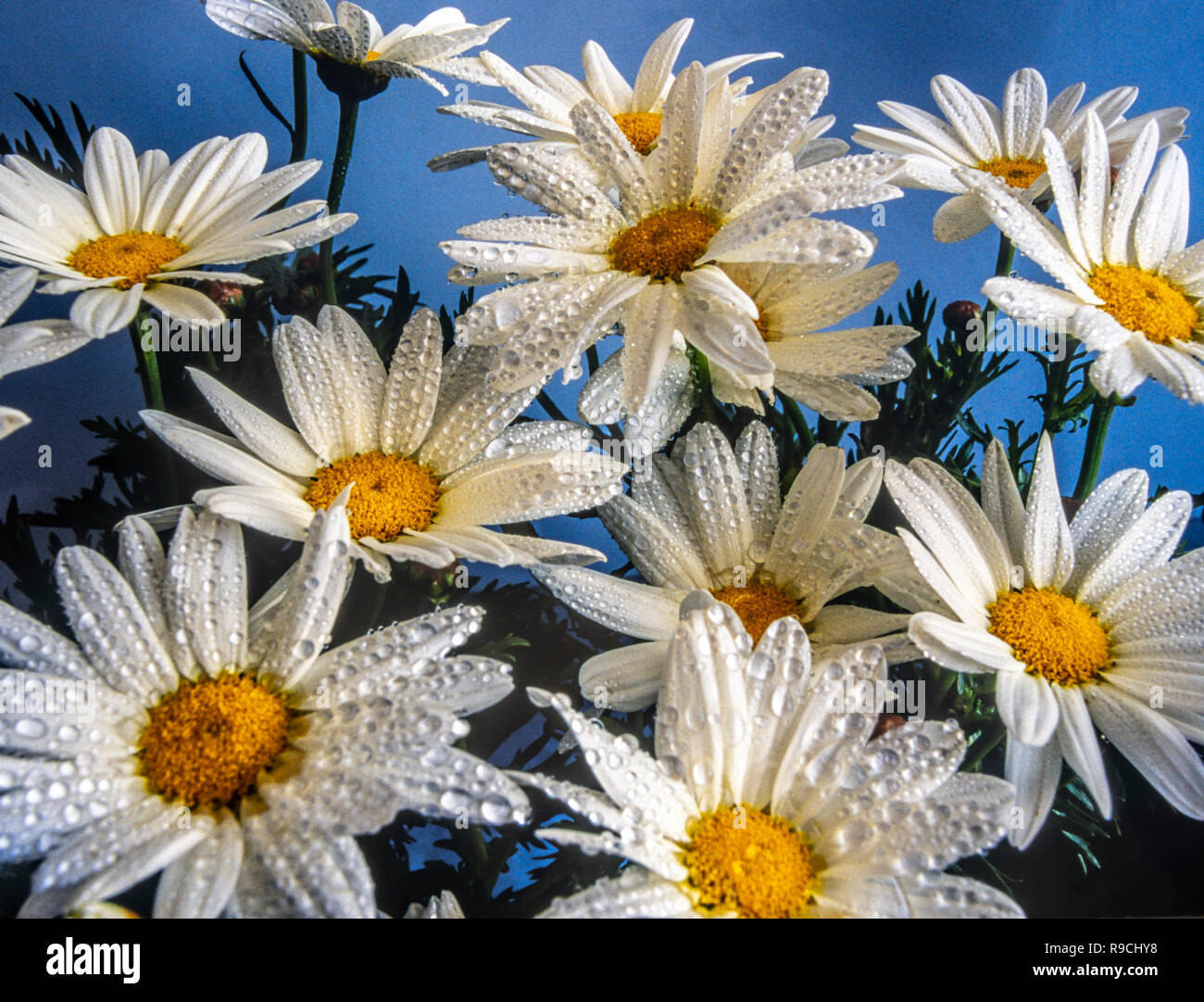 Bellis perennis is a species of daisy, of the Asteraceae family Stock Photo