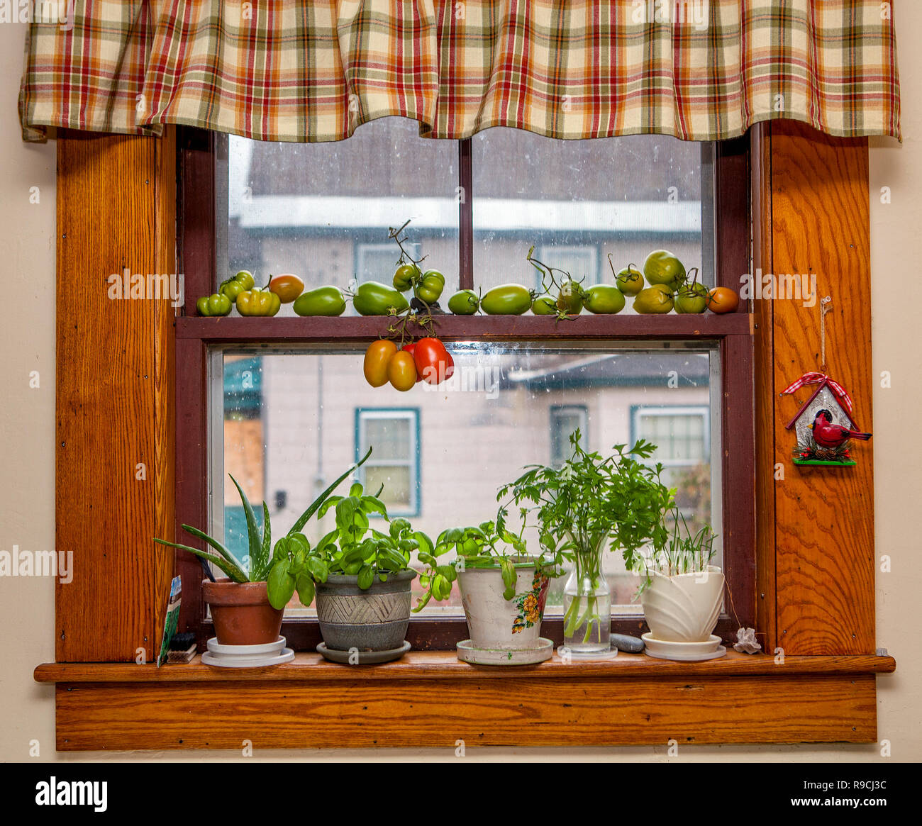 Country Home Window Sill Herbs Pots Tomatoes Stock Photo