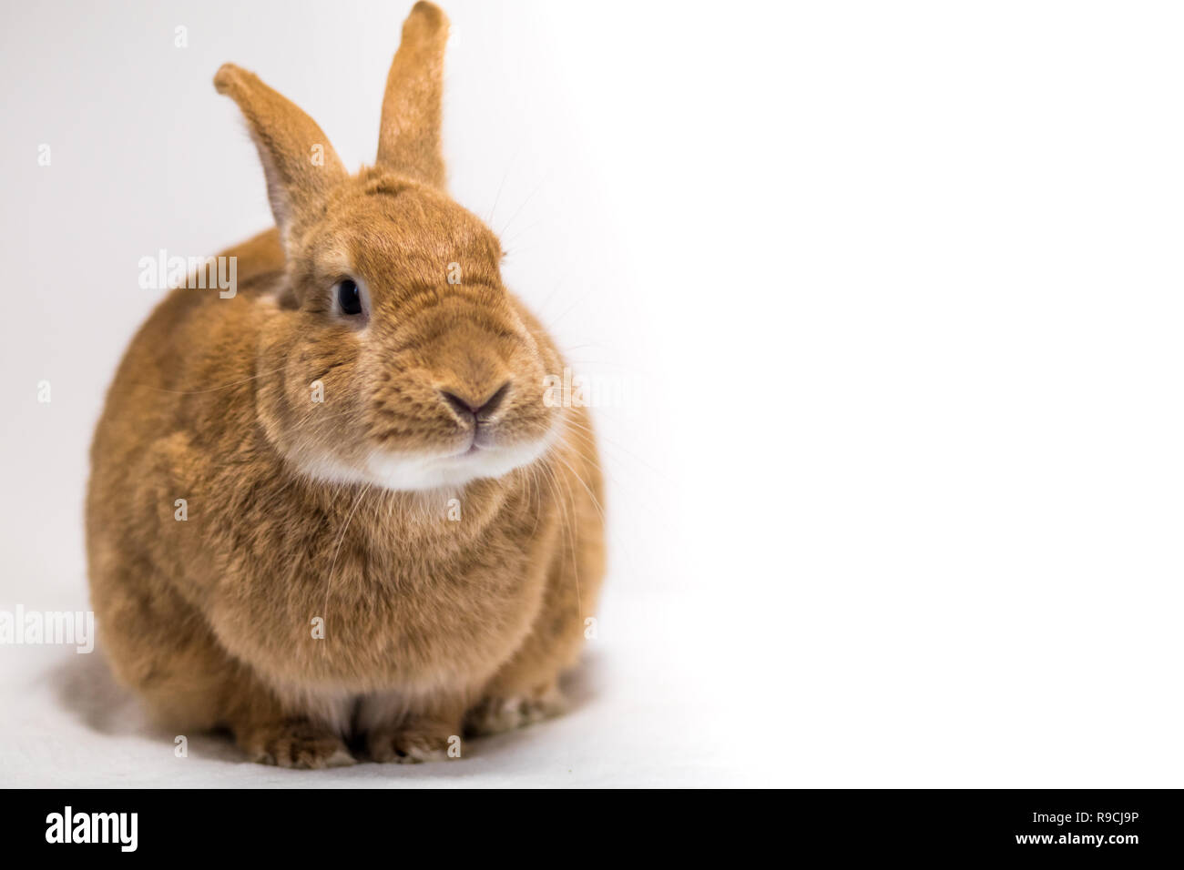 Adorable rufus bunny rabbit makes funny expressions on white background ...