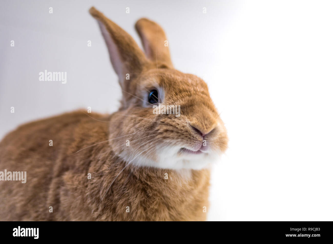 Adorable rufus bunny rabbit makes funny expressions on white background ...