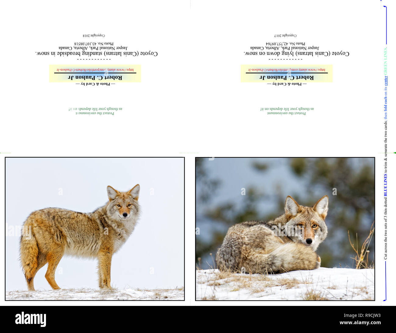 43,107.08518 & 42,757.09764 Photo Note Cards, TWO 5x4 horizontal on 11x8.5 paper (print cut fold), Coyote standing look at you; closeup Coyote lying Stock Photo