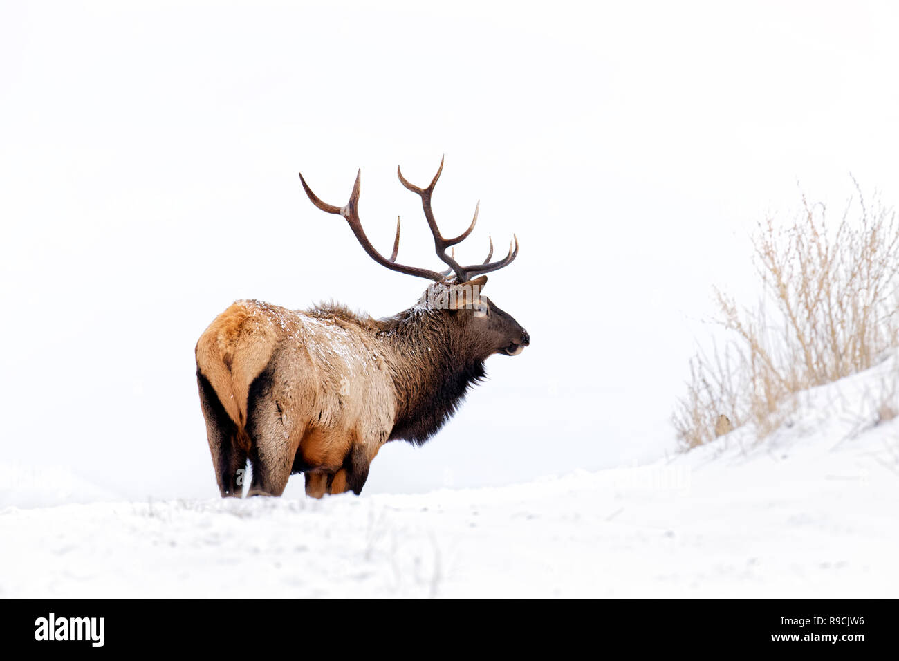 43,109.08615 close up handsome majestic bull elk broadside right rear with 5x5 antlers looking forward right, almost total white snow scene Stock Photo