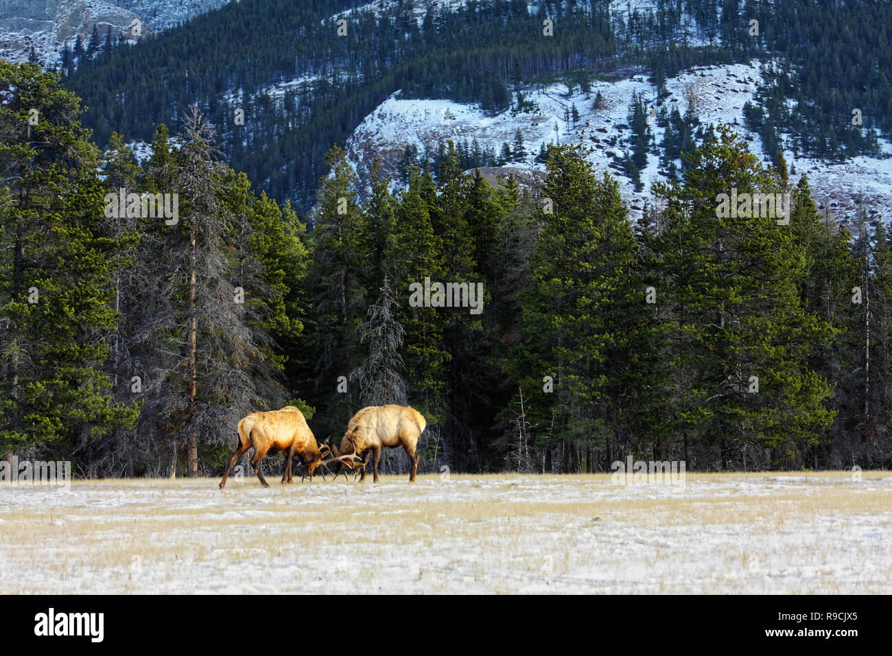 40,513.00604 AZ 2 distant elk bulls fighting meadow Mt SC Stock Photo