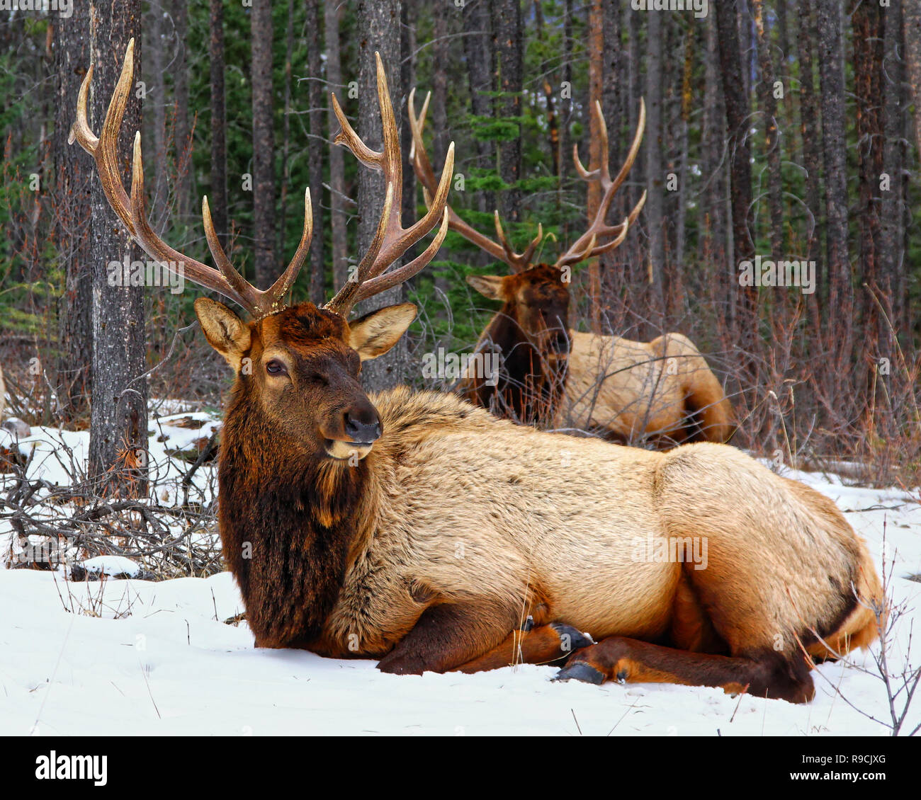40,932.06421 two big royal looking handsome stately majestic Elk bulls with thick antlers (6 points each) bedded in quiet snowy winter conifer forest Stock Photo