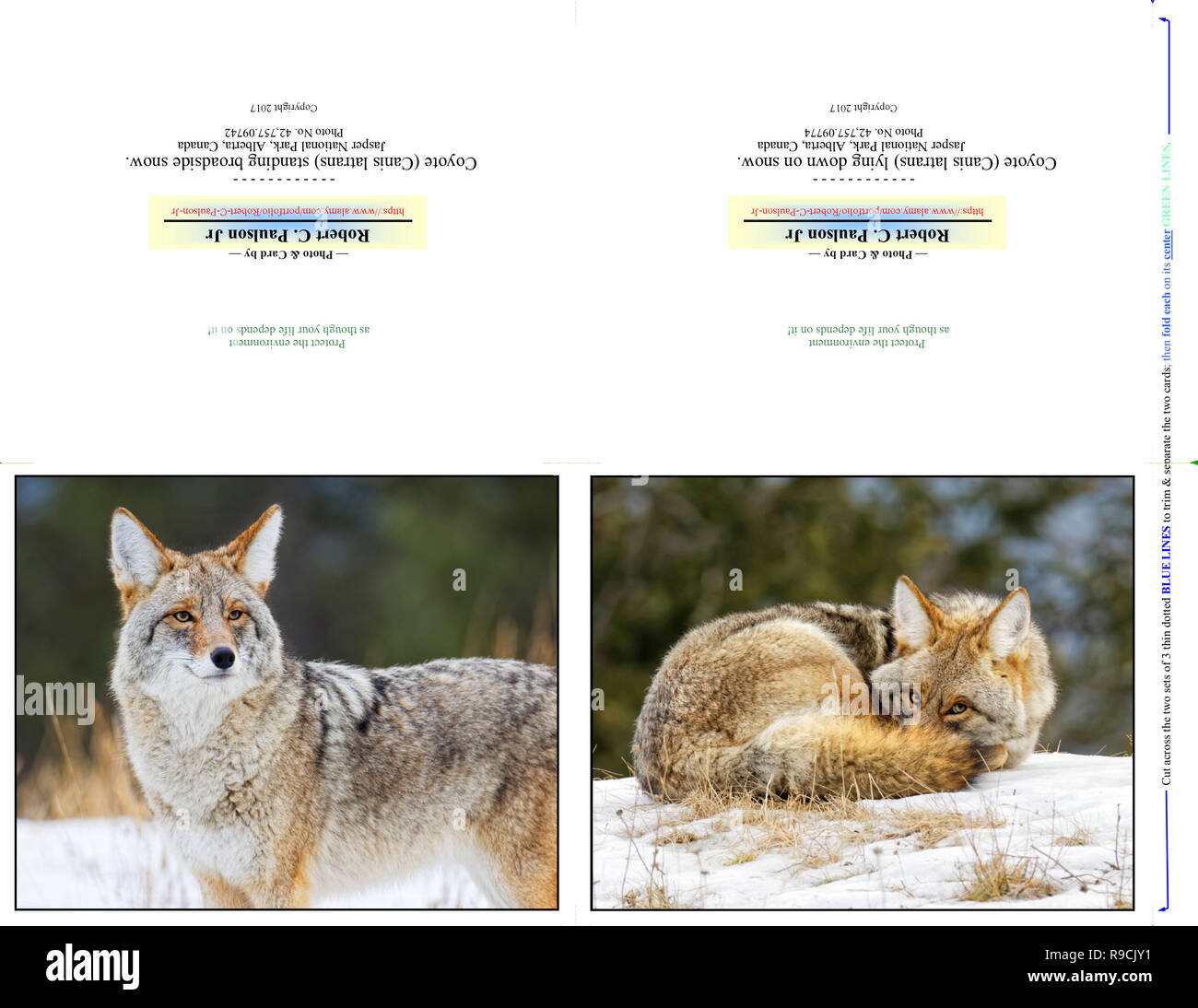 42,757.09742 Photography Note Cards, TWO 5x4 horizontal on 11x8.5 paper--print cut fold, closeup Coyote snow dark bkgr; lying down hill looking at you Stock Photo