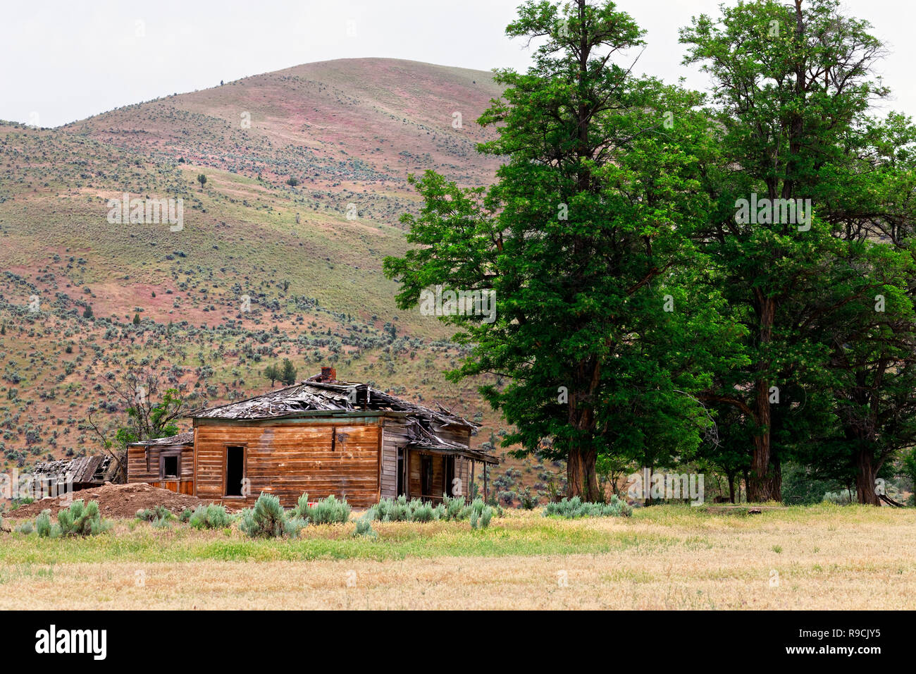 42,893.03469 high desert dilapidated & abandoned old unpainted single-story square ranch cabin in sagebrush hills, with shading old deciduous trees Stock Photo