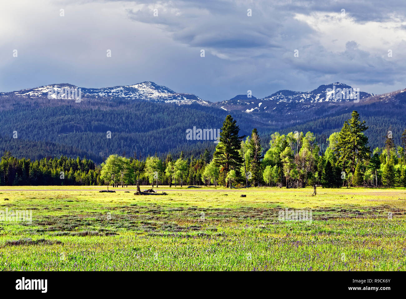 42,894.03585 flat wide lush green Logan’s Valley prairie, beautiful sunshine, mixed trees on edge & snowy mountains in background, central Oregon, USA Stock Photo