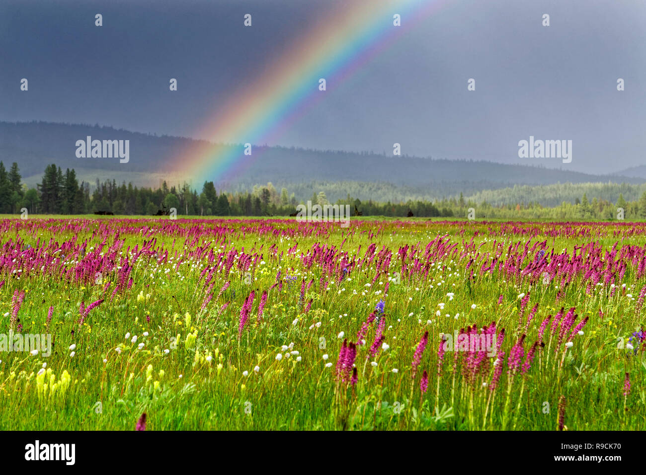 42,894.03590 rainbow in sun filled 5,015’ prairie, violet Elephant’s head, yellow Cusick’s Paintbrush, white Western bistort wildflowers, Oregon USA Stock Photo