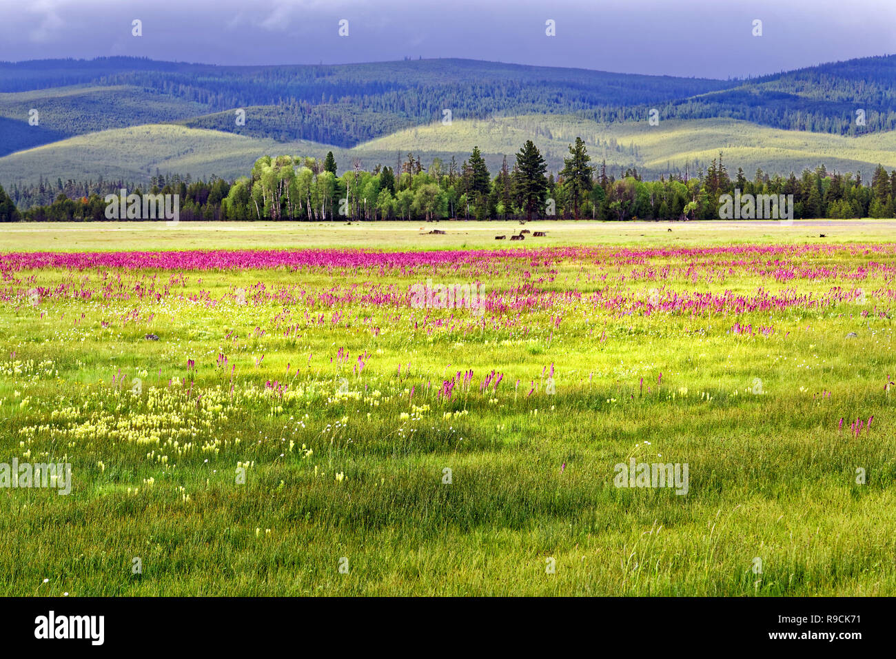 42,894.03591 sunny 5,000’ high prairie, violet Elephant’s head, yellow Cusick’s Paintbrush, white Western bistort flowers, bkgr rolling hills, Oregon Stock Photo