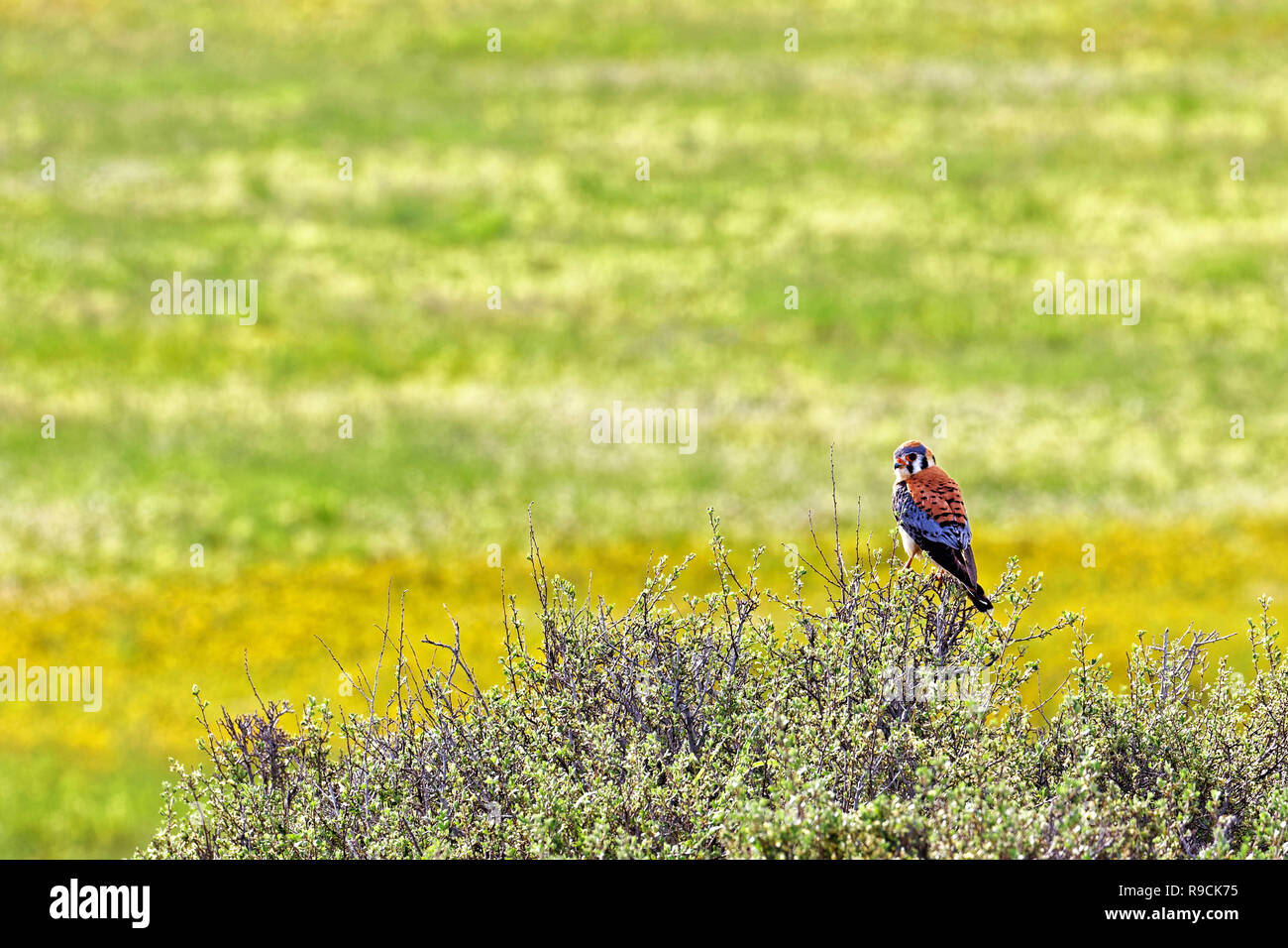 42,895.03622 male Sparrow hawk, American Kestrel (Falco sparverius) standing & hunting from top of bitterbrush in yellow green prairie, Oregon USA Stock Photo