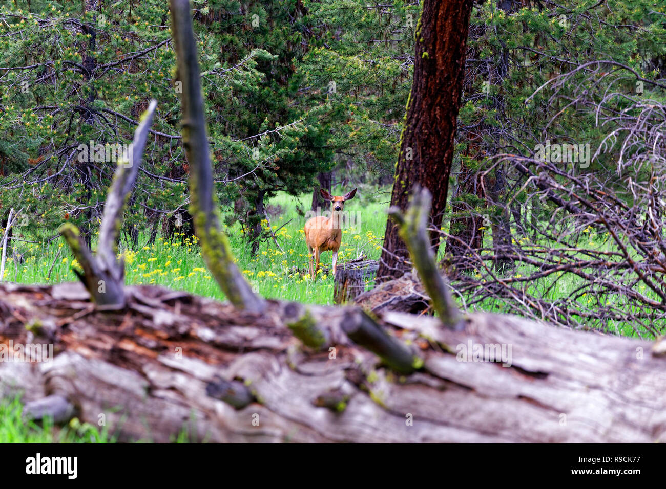 42,895.03637 Mule deer doe (Odocoileus hemionus, Cervidae) in distance seen over fallen log in conifer forest meadow, looking at you SC, Oregon USA Stock Photo