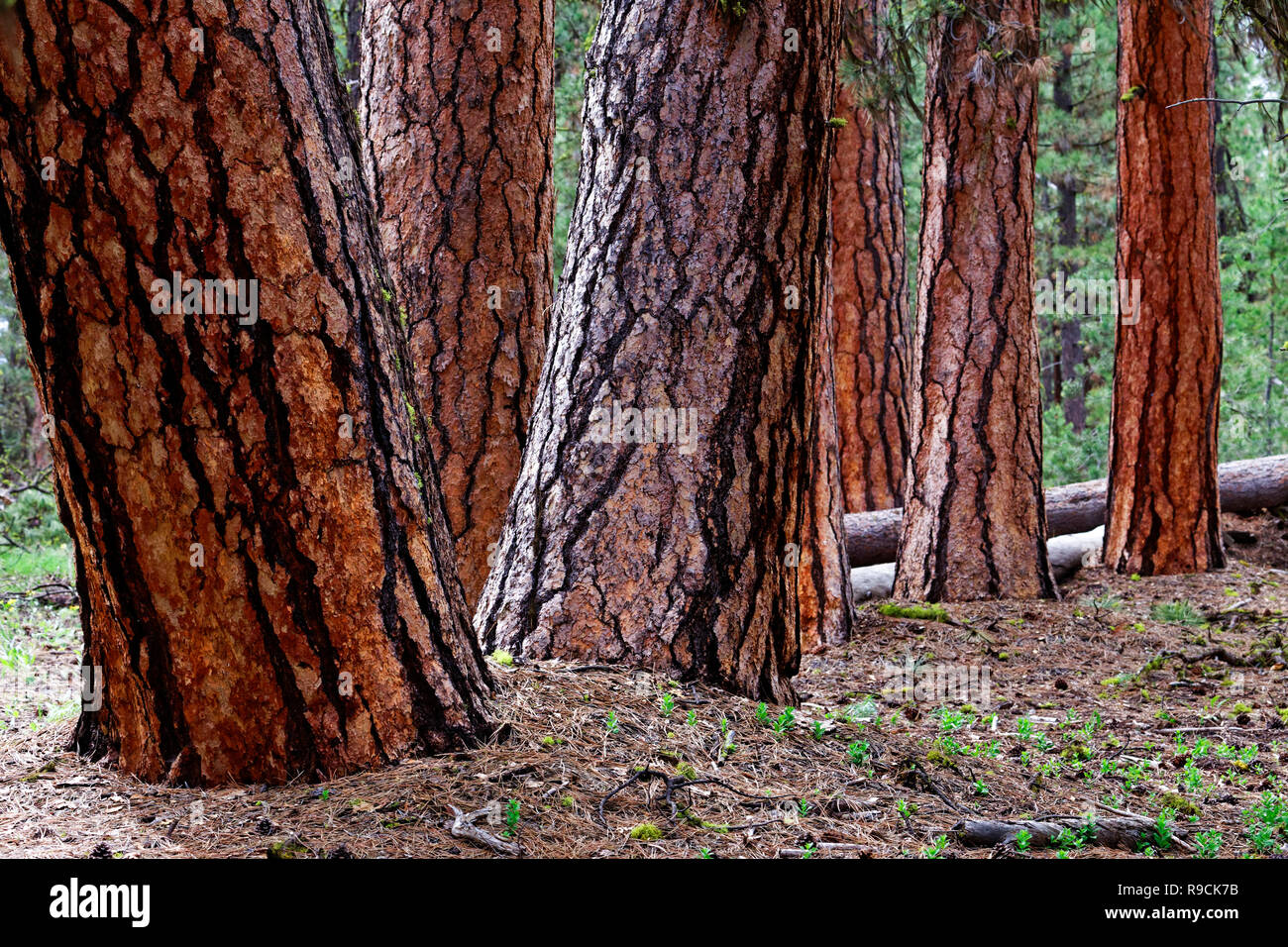 42,895.03658 close up of cluster leaning orange and black bark old growth Ponderosa pine (Pinus ponderosa) tree trunks, Oregon, Pacific Northwest, USA Stock Photo