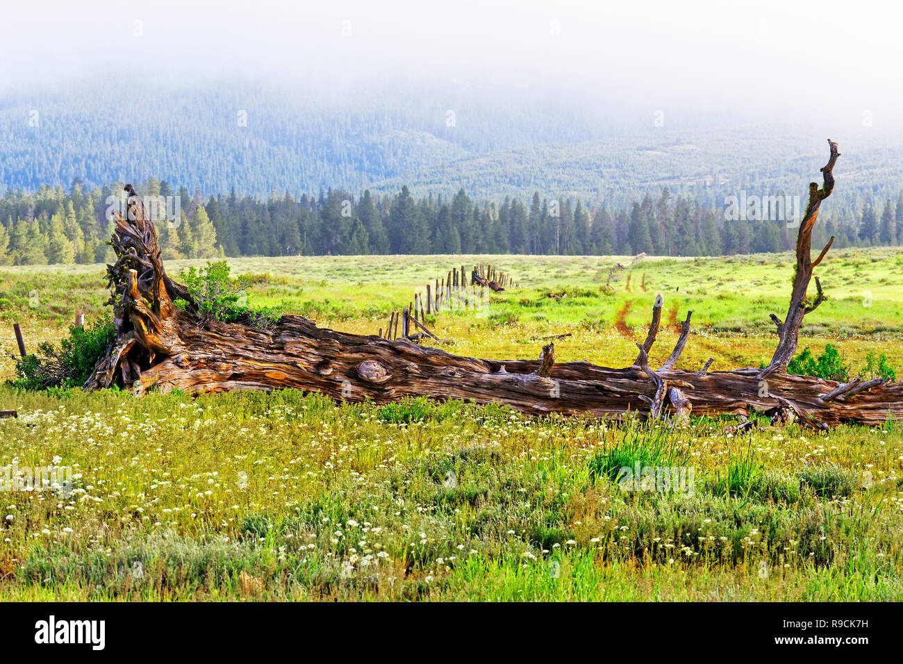 42,896.03690 dead old growth fallen Ponderosa pine tree (Pinus ponderosa), beautiful spring wildflower prairie along fence line, Pacific Northwest USA Stock Photo