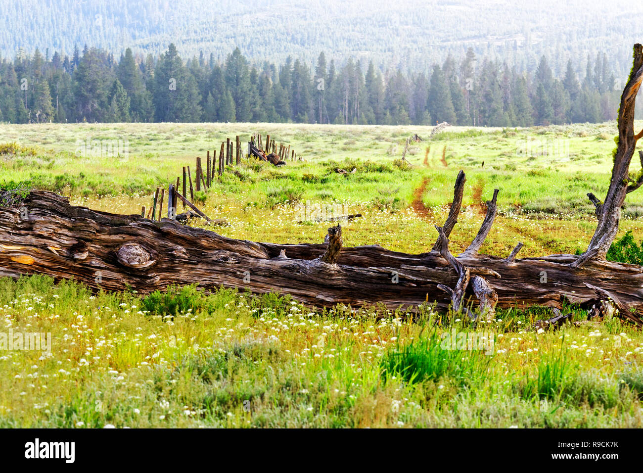 42,896.03692 dead old growth fallen Ponderosa pine tree (Pinus ponderosa), beautiful spring wildflower prairie along fence line, Pacific Northwest USA Stock Photo