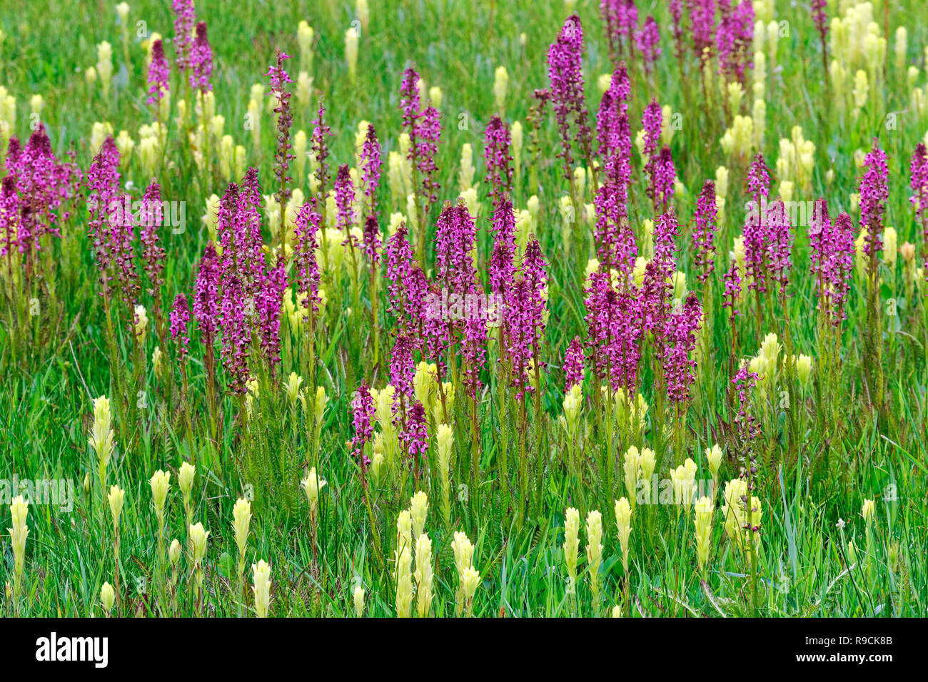 42,896.03780 close up vibrant prairie wildflowers yellow paintbrush (Castilleja species) lavender Elephant’s head (Pedicularis groenlandica) Oregon US Stock Photo