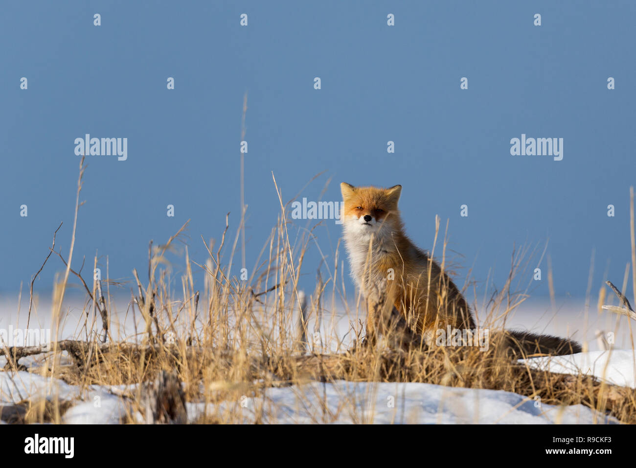 Ezo Red Fox or Vulpes vulpes schrencki in Hokkaido Japan during winter Stock Photo