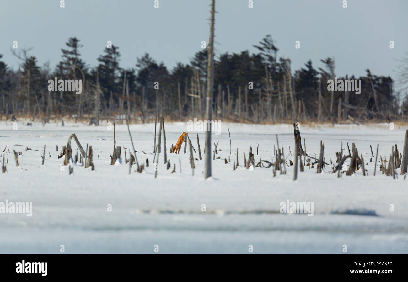 Ezo Red Fox or Vulpes vulpes schrencki in Hokkaido Japan during winter Stock Photo