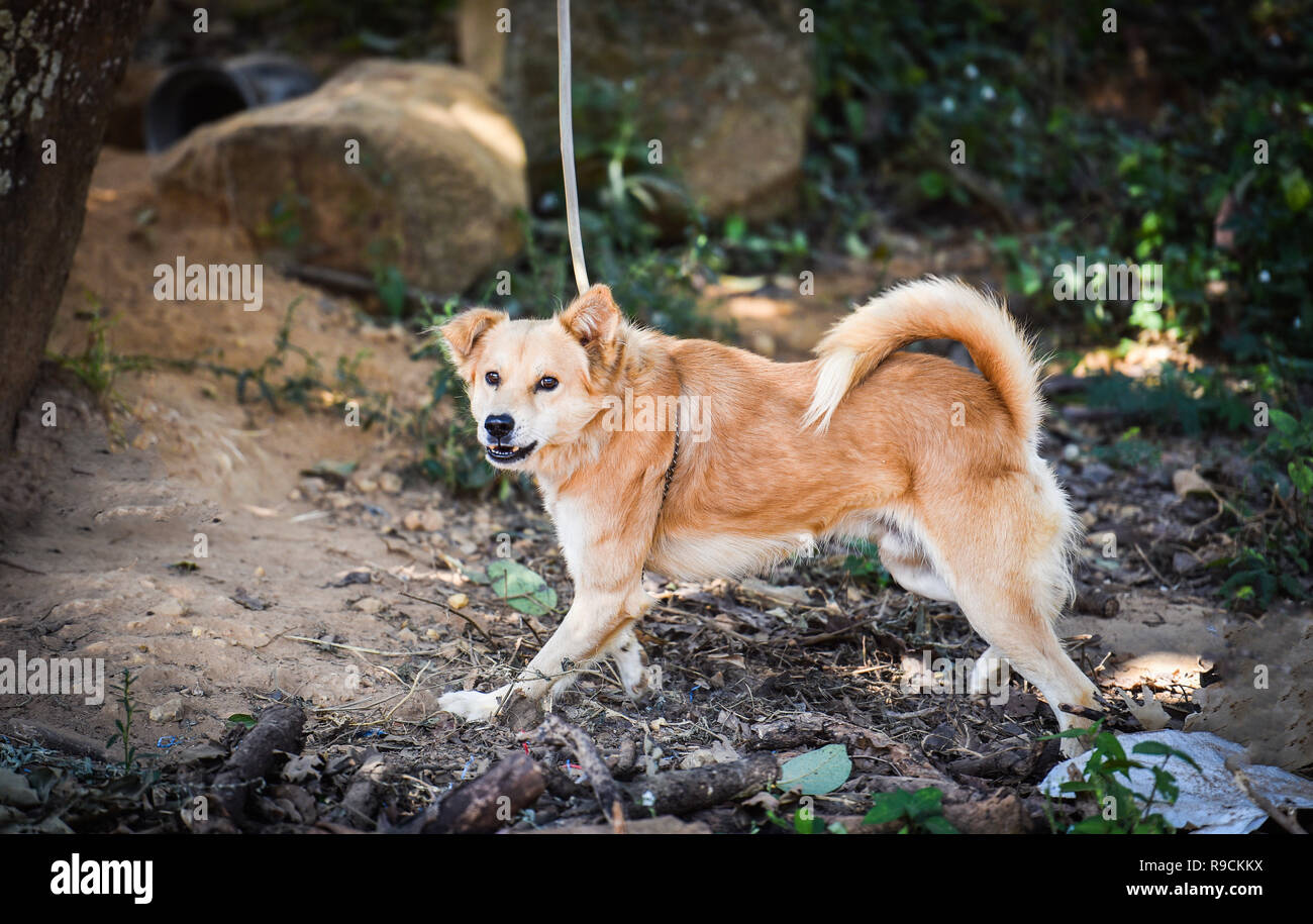 Dog chained to tree sales