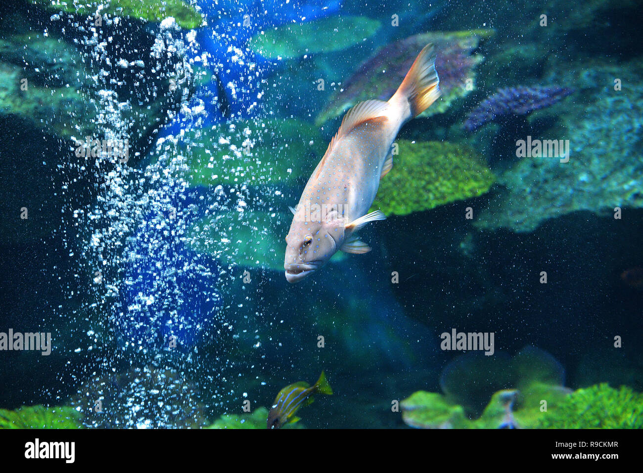 Blue spotted grouper fish ocean / marine life of grouper fish swimming underwater aquarium tank - Plectropomus maculatus fish cephalopholis argus Stock Photo