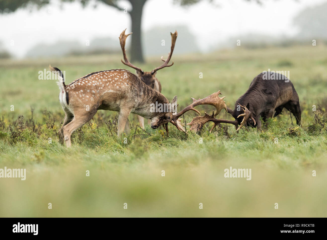 Fallow Deer; Dama dama Three; Bucks Rutting;  London; UK Stock Photo