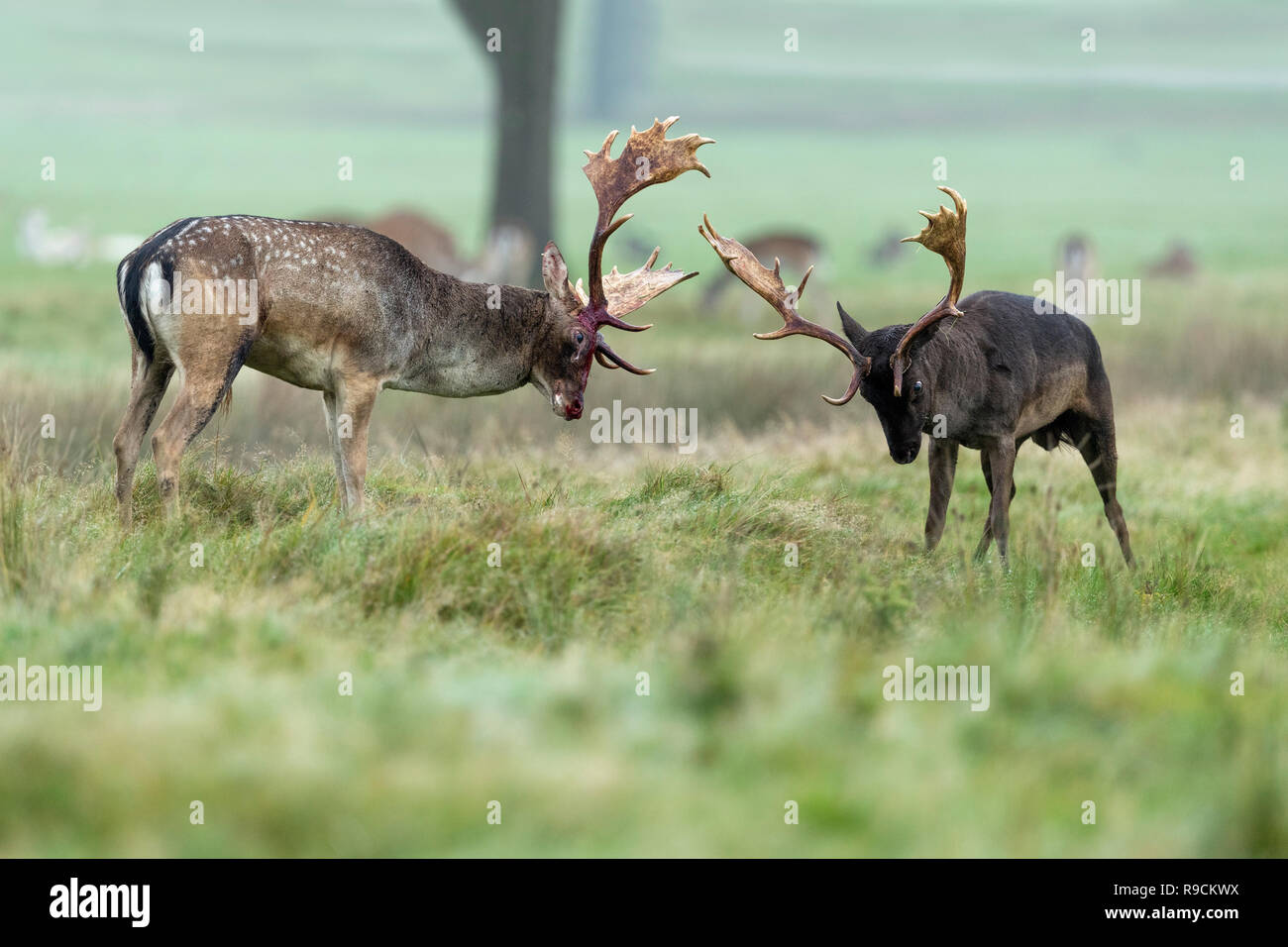 Fallow Deer; Dama dama Two; Bucks Rutting; One Bloodied London; UK Stock Photo
