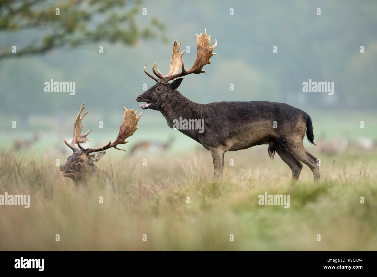 Fallow Deer; Dama dama Two; Bucks Rutting;  London; UK Stock Photo