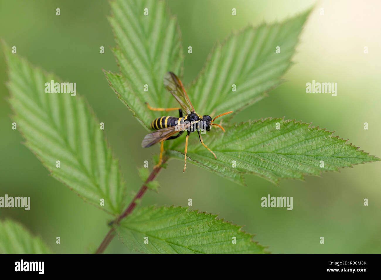 Figwort Sawfly; Tenthredo scrophulariae Single on Leaf Cornwall; UK Stock Photo