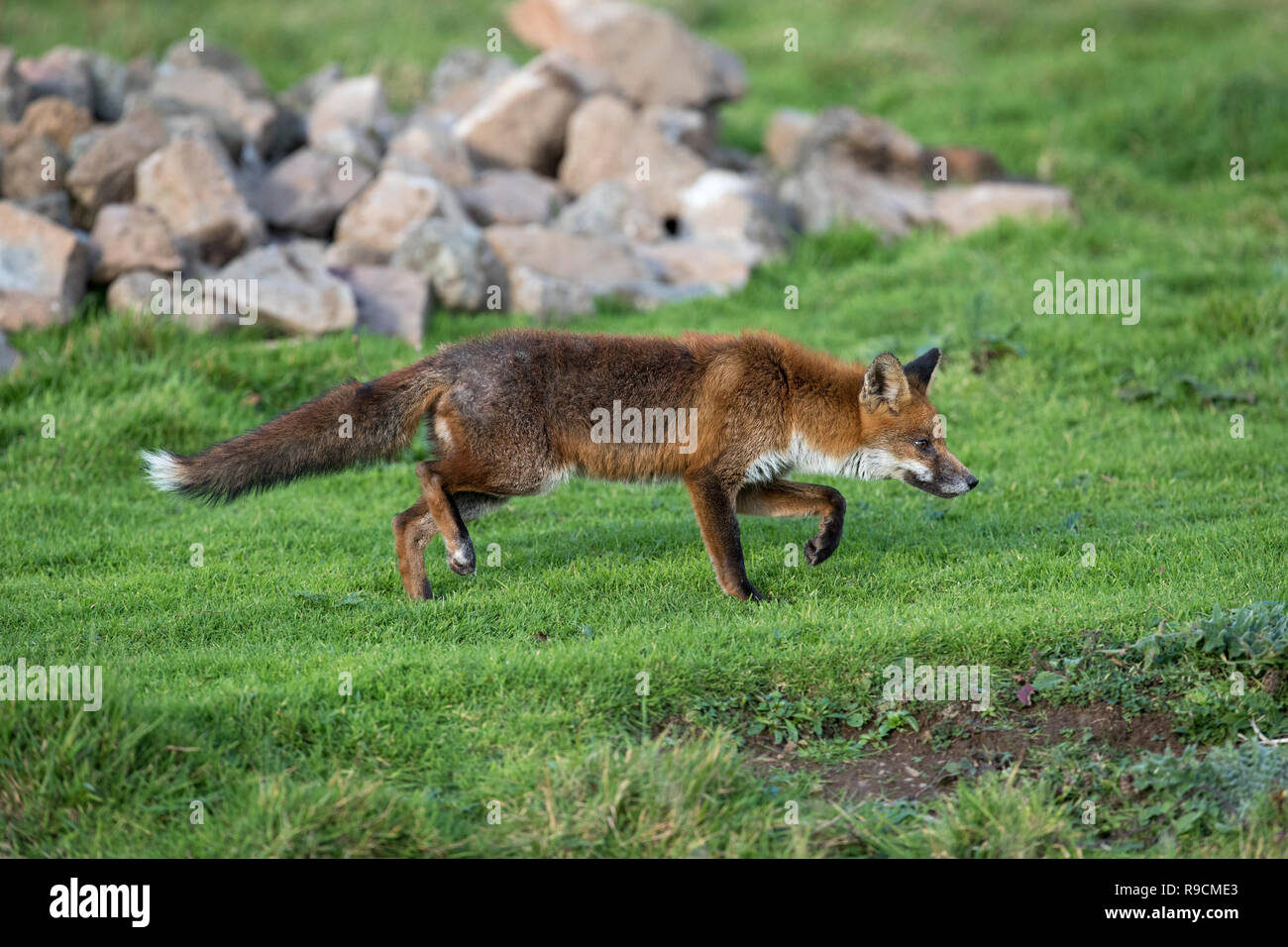 Fox; Vulpes vulpes Single Walking Cornwall; UK Stock Photo