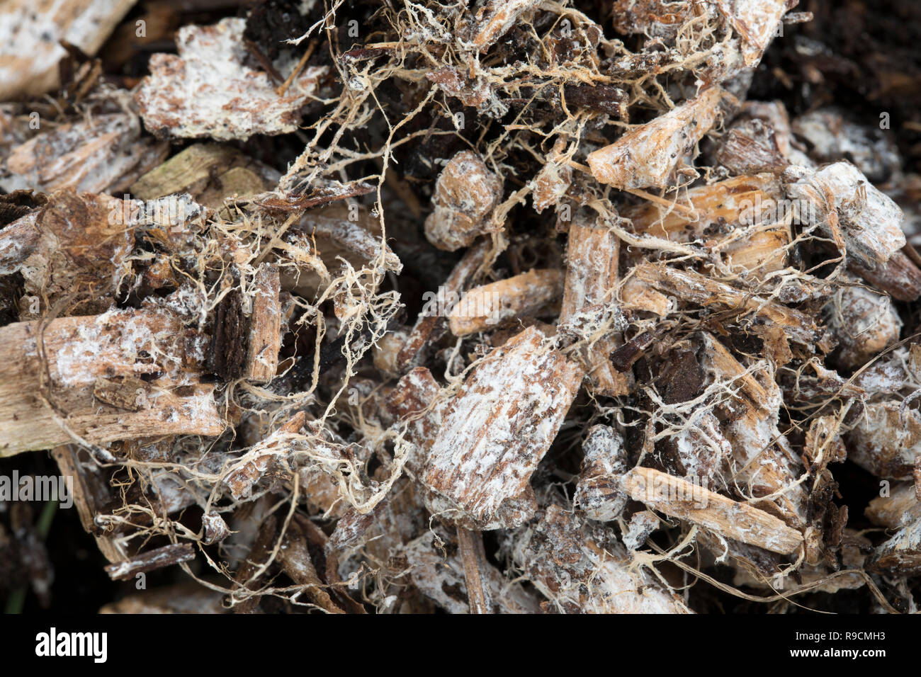 Fungal Mycelium; in Wood Chips; Cornwall; UK Stock Photo