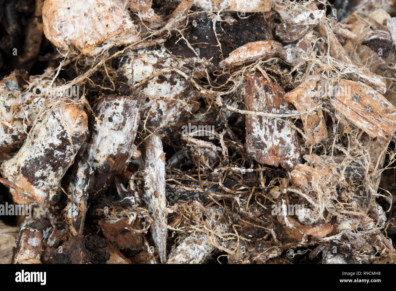 Fungal Mycelium; in Wood Chips; Cornwall; UK Stock Photo