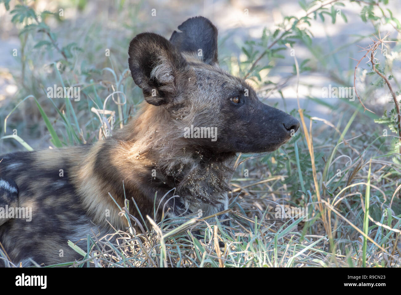 Endangered African wild dog (Lycaon pictus) in Botswana, Africa Stock Photo