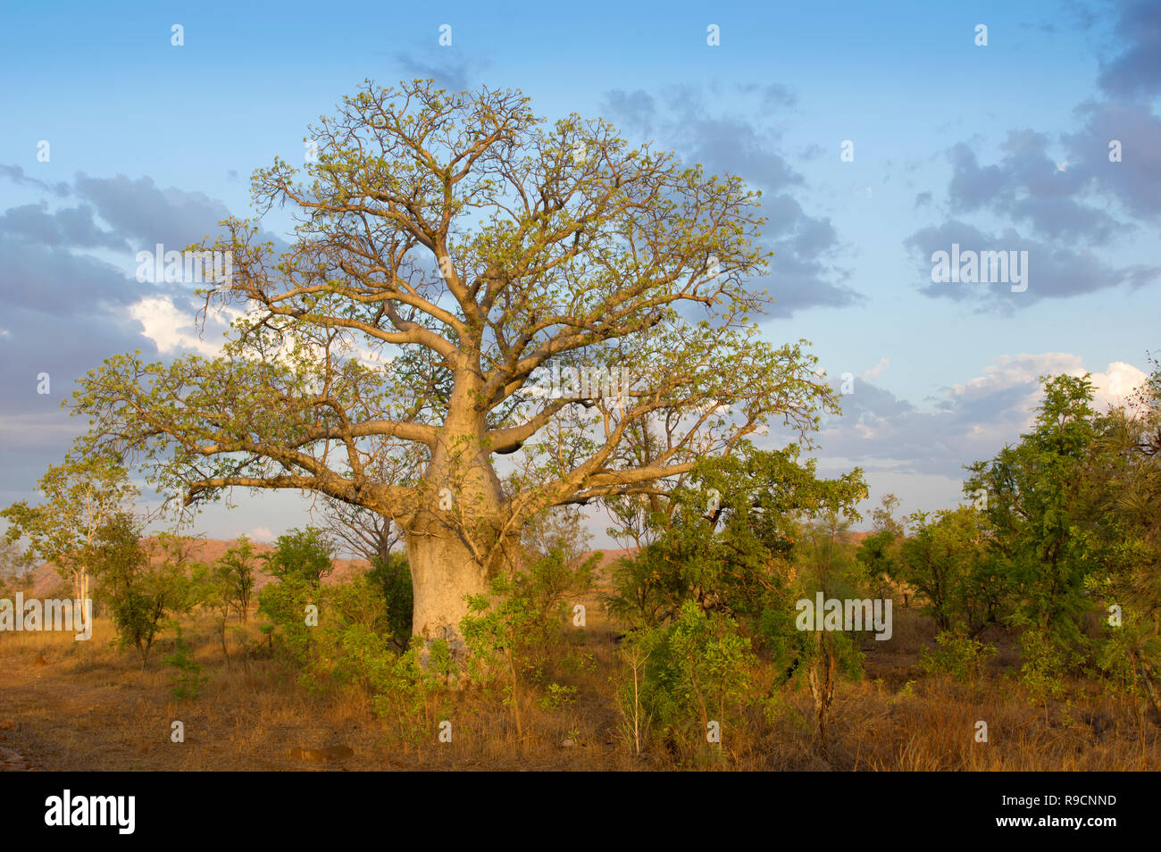 A boab tree - an icon of the Kimberley, Western Australia. Stock Photo