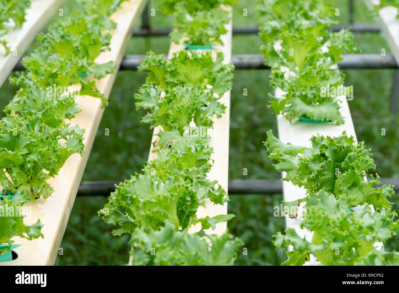 Lettuce growing in Organic hydroponic vegetable farm Greenhouse Stock