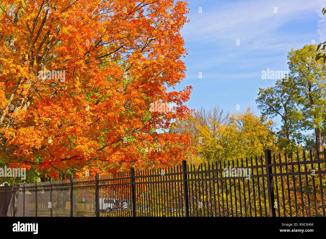 Autumn in the city, Washington DC, USA. Maple tree in its colorful glory of orange hues. Stock Photo