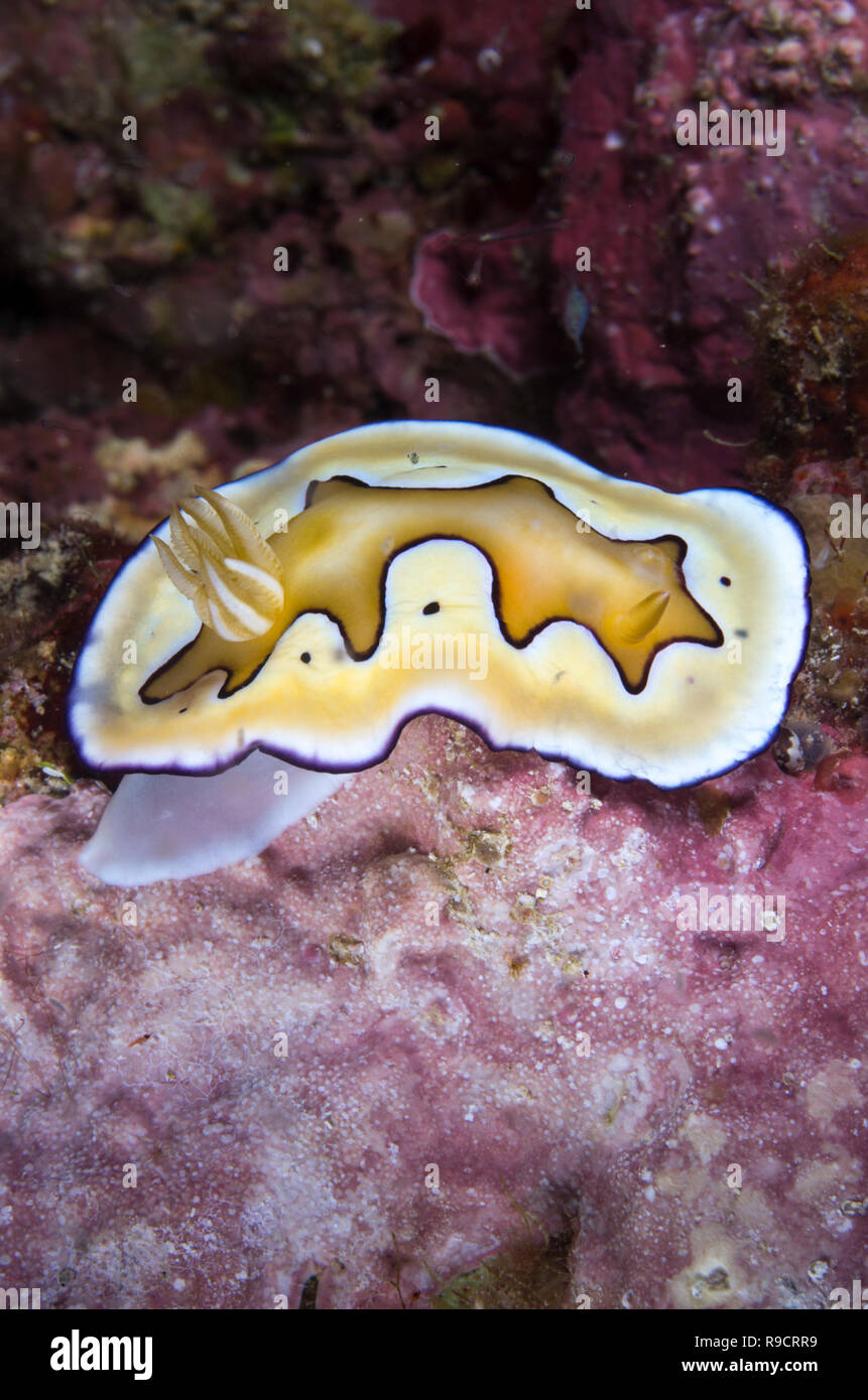 Nudibranch ( sea slug ) Goniobranchus coi  / Chromodoris coi -    Scuba diving in Okinawa, Japan Stock Photo